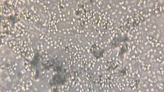 4K video of yeast Saccharomyces cerevisiae seen at 100x magnification [upl. by Egdirdle556]