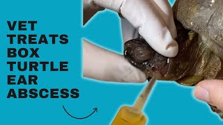 Veterinarian Treats Box Turtle’s Aural Ear Abscess [upl. by Bergeron]