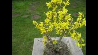 Bonsai Goldglöckchen Forsythie Forsythia Teil 2 Frohe Ostern [upl. by Durwood]