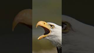 Eagle क्यों इतना खतरनाक बन जाती हैं 🤔🤯 By info fact News [upl. by Durkee]