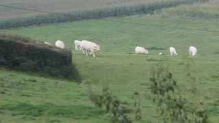 Charolais Cow  Charolaise vache NielleslèsBléquin France [upl. by Adraynek]