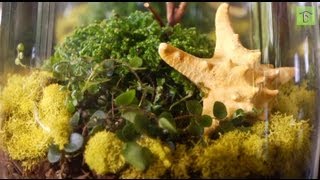 How to Make Your First Terrarium The Basics [upl. by Seltzer]