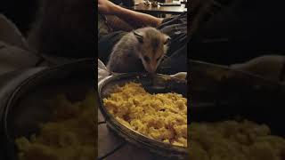 Cute little rescued opossum washes his face  Crazy Critters HD Short [upl. by Torrie775]