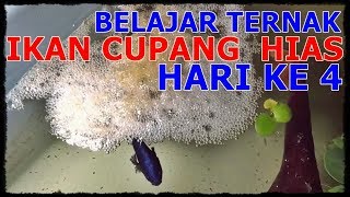 Cara Ternak Ikan Cupang Hias Dari Awal Hingga Akhir Hari Ke 4  Cek Telur cupang [upl. by Eiduj]