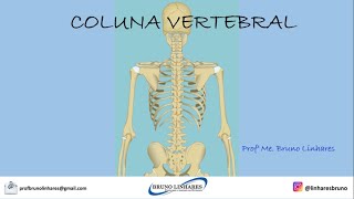 Coluna Vertebral [upl. by Tracey792]