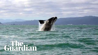 Whale charms locals in Wellington harbour [upl. by Eisus]