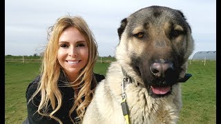 TURKISH KANGAL DOG  WOLF KILLER OR PET [upl. by Morganstein]