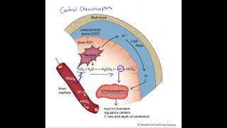 Central chemoreceptors [upl. by Allcot]