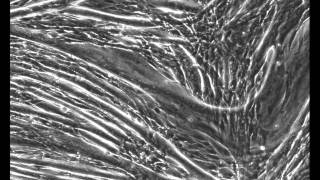 C2C12 muscle fiber contraction [upl. by Eissirc531]