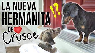 Conoce a la nueva hermanita cachorra salchicha de Crusoe [upl. by Atlante]