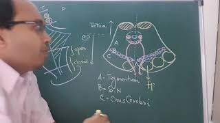 Midbrain sections  superior amp inferior colliculii [upl. by Teiv]