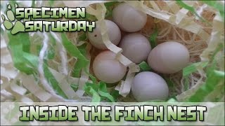 Inside the Finch Nest  Specimen Saturday [upl. by Oguh]