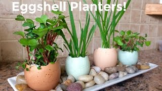 Eggshell Planters Gardening with Kids [upl. by Aikam]