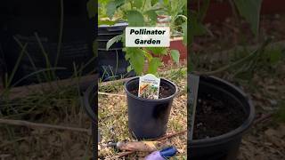 Caryopteris A Great Addition For Pollinator Gardens pollinatorgarden pollinators gardening [upl. by Einahpats]