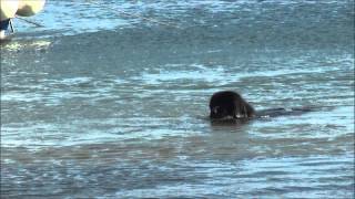 NEWFOUNDLAND DOG SWIMMING IN THE SEA [upl. by Genaro832]