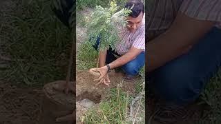 Plantation पौधा रोपण song music प्रकृतिlove plantationsaveearthsavetheworld [upl. by Lemraj]