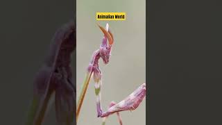 Pink Empusa Mantis  AnimalianWorld shorts wildlife animalianworld shrink mantis facts pink [upl. by Gusba]