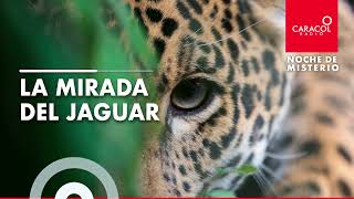 Noche de Misterio  La mirada del jaguar [upl. by Roderick460]