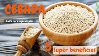 🥗CEBADA Mucho Más que Cerveza🍺  Descubre sus PROPIEDADES✅ y BENEFICIOS para la SALUD  ¿SALUDABLE [upl. by Derag]