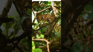 Jaguar hunting Caiman2 shorts animalshorts shortfeed shortvideo viral [upl. by Nanreh760]