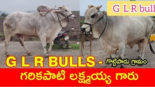 5G L R bulls పెద్దగొట్టిపాడు భగవత్ కేసరి [upl. by Doraj]