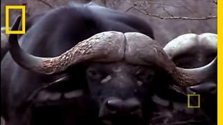 Black Mamba vs Animal Kingdom  National Geographic [upl. by Adnirod889]