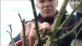 Rosen zurückschneiden  so gehts  MDR Garten [upl. by Struve]