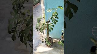 monsteraplant how to grow monstera from aerial roots [upl. by Ibmab]