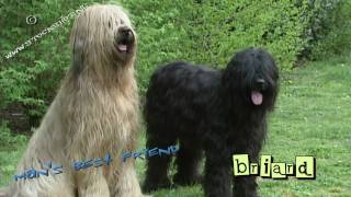 Briard 03  puppy love [upl. by Sadira]