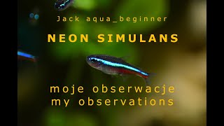 09 Neon Simulans  wnioski i obserwacje  conclusions and observations [upl. by Eirod]