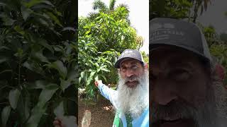 61 varieties on this mango tree [upl. by Musser]