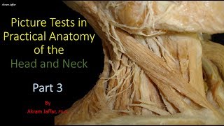 Picture tests in head and neck anatomy 3 [upl. by Drannek]