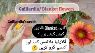 Gallardia Plant  Blanket flowers  Gallardia Seeds Collection  Care Tips  grow gallardia plants [upl. by Enetsuj411]