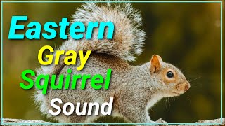 Eastern Gray squirrel Call Sound  Animal Planet kingdom Wild [upl. by Wenn]