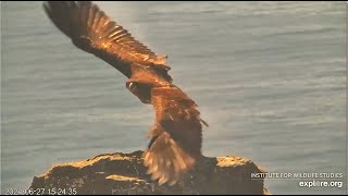 West End Eagles  The Magnificent Trio 🐥🐥🐥 Koa Treasure amp Sterling Flying amp Soaring The Skies 7124 [upl. by Kramnhoj]