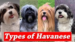 Different Markings And Types of Havanese Dogs  Types of Havanese Colors [upl. by Akierdna]