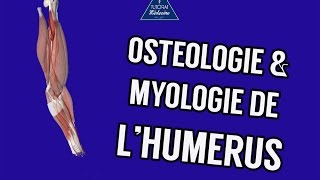 Anatomie 1  Ostéologie et myologie de lhumérus [upl. by Cheryl996]