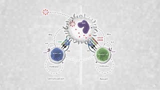 Capabilities of the OX40 assay to determine specific SARSCoV2 T cell responses [upl. by Akinohs]