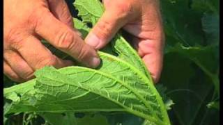 How To Control Squash Bugs [upl. by Vito]