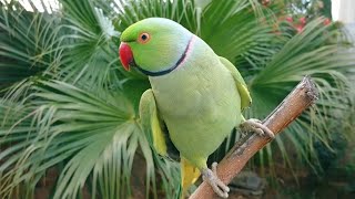 Natural Parrot Sounds Compilation  Amazing Parrot Chirping Sounds  Natural Parrot Voices [upl. by Florentia]