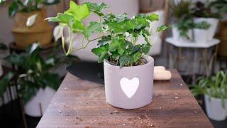 English Ivy Hedera Helix Care amp Growing Guide  Plant Mom Care [upl. by Blodgett]