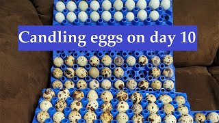 Candling eggs on day 10 Quail eggs [upl. by Sum]