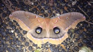 Polyphemus Moth cocoon [upl. by Ynotna]