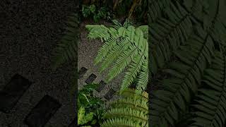 Tropical Garden Ideas from my backyard tropicalgarden houseplants gardening [upl. by Refanej]