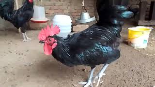 Australorp Black Rooster  Australorp chickens [upl. by Vernice]