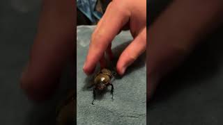 Eastern Hercules beetle beetle inverts funny [upl. by Notniv]