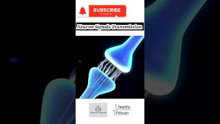 Neuron Signal Transmission  HealthyFitFusion195 shorts viralshorts medicaleducation facts [upl. by Cain636]