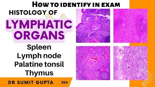 HISTOLOGY OF LYMPHOID SYSTEM Dr Ashwani Kumar [upl. by Namron876]