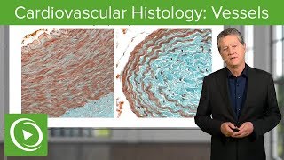 Cardiovascular Histology Vessels – Histology  Lecturio [upl. by Xela390]