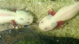 Axolotl Feeding Sharing a Worm [upl. by Katie31]